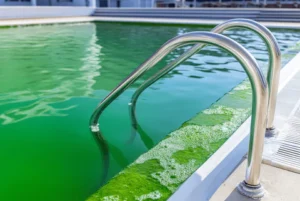 algae growth in pools 480x480